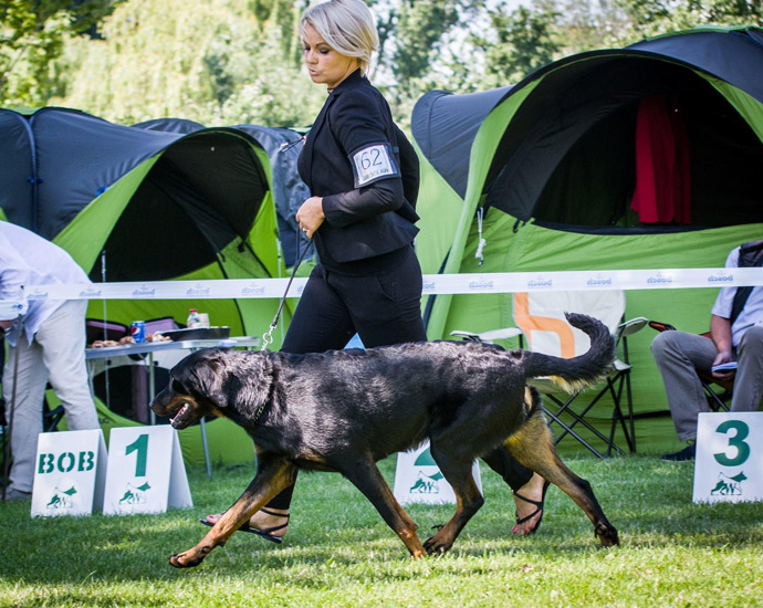 Owczarek francuski Beauceron