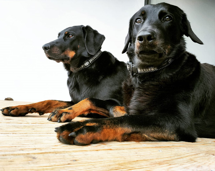 Owczarek francuski Beauceron