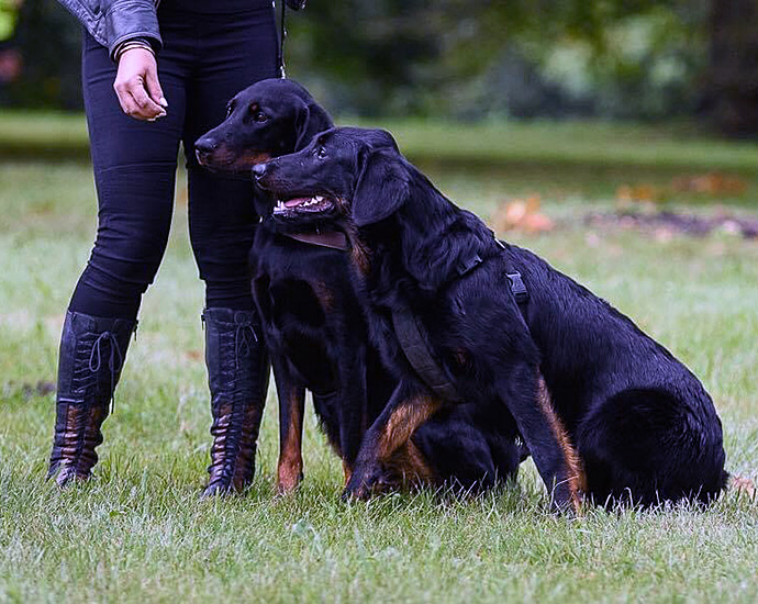 Owczarki francuskie Beauceron